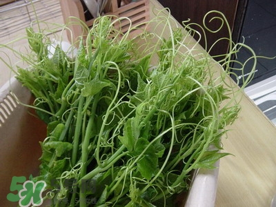 龍須菜是什么菜？龍須菜怎么吃？