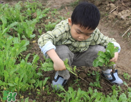 八月份可以種什么菜？八月份適合種植的蔬菜