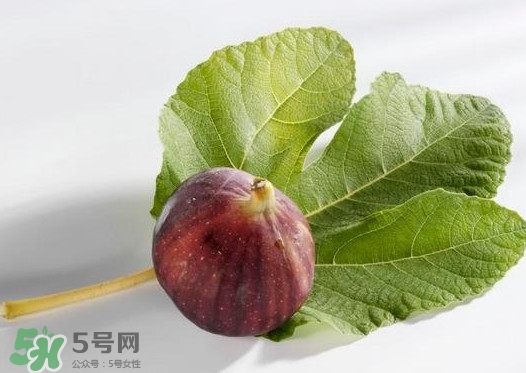 無花果葉子煮水有什么作用？無花果葉泡水喝的功效