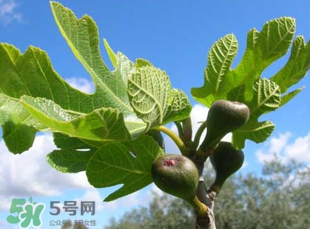 無花果葉子煮水有什么作用？無花果葉泡水喝的功效