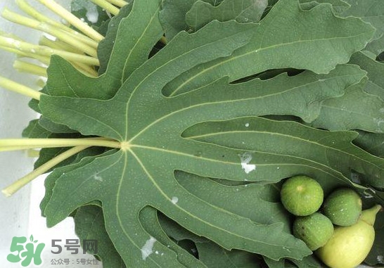 無花果葉子煮水有什么作用？無花果葉泡水喝的功效