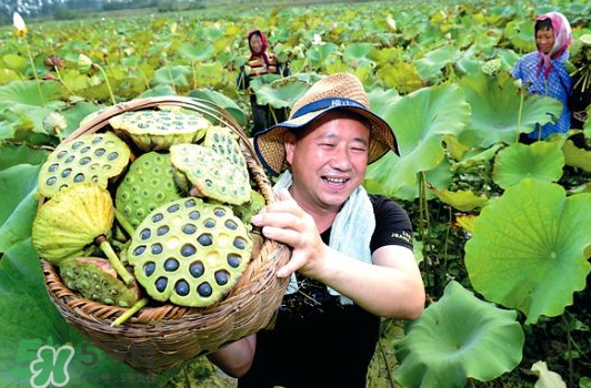 蓮蓬不能和什么同吃？蓮蓬和什么相克？