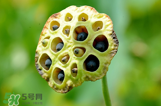 蓮蓬不能和什么同吃？蓮蓬和什么相克？