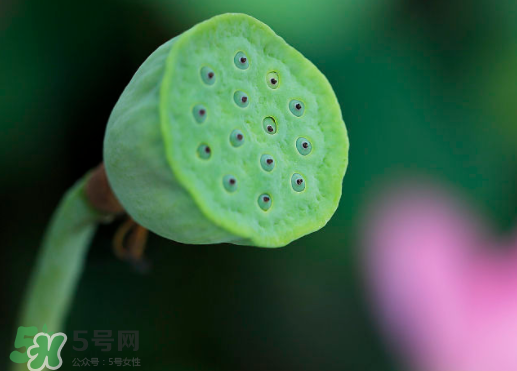 蓮蓬可以放多久？蓮蓬可以放冰箱嗎？