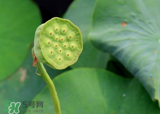 蓮蓬可以放多久？蓮蓬可以放冰箱嗎？