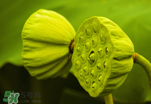 蓮蓬可以放多久？蓮蓬可以放冰箱嗎？