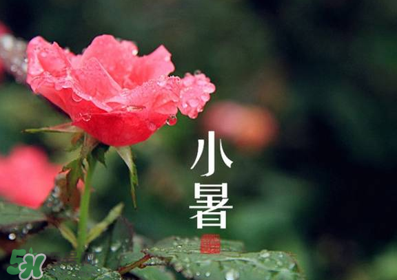 小暑是入伏嗎？小暑是不是入伏？