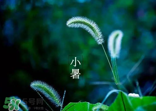 小暑是頭伏嗎？小暑是初伏嗎？