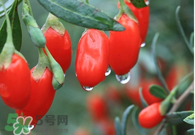 枸杞鮮果怎么保存？枸杞鮮果保鮮期有多久