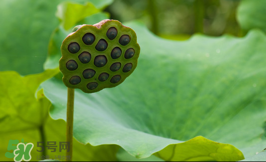 蓮蓬是荷花的什么？蓮蓬是什么意思？