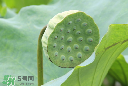 蓮蓬是荷花的什么？蓮蓬是什么意思？