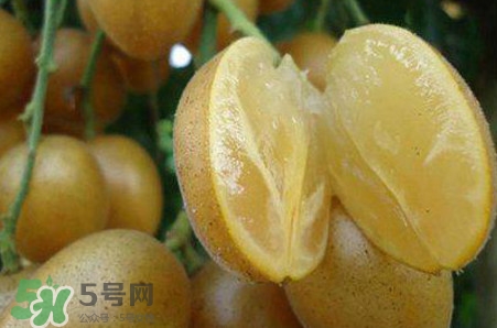黃皮果品種有哪些？黃皮果哪個(gè)品種好吃