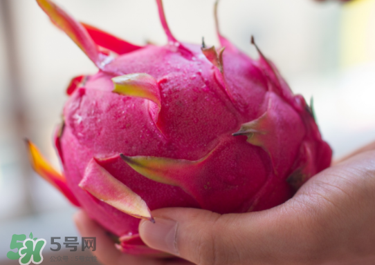 紅心火龍果什么時(shí)候成熟？紅心火龍果什么季節(jié)有？