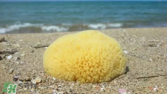 Rosenfeld海綿好用嗎？Rosenfeld海綿怎么樣？