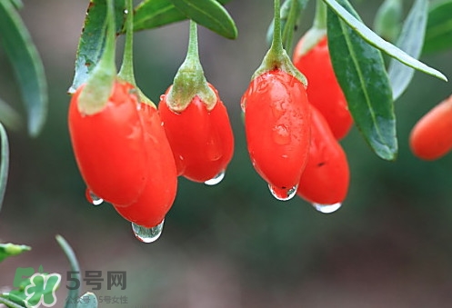 青海和寧夏枸杞哪個好？青海枸杞和寧夏枸杞的區(qū)別
