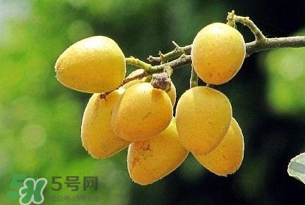 黃皮果品種有哪些？黃皮果哪個(gè)品種好吃