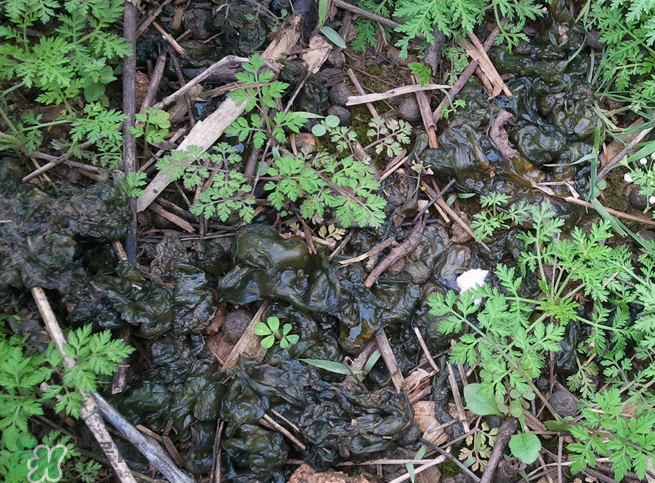 孕婦能吃地耳菜嗎？寶寶能吃地耳菜嗎？