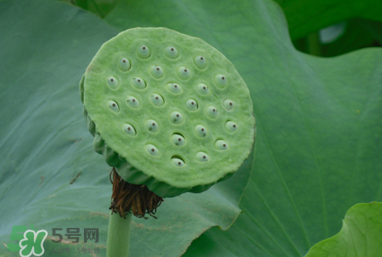 蓮蓬和蓮藕一樣嗎？蓮蓬和蓮藕的區(qū)別