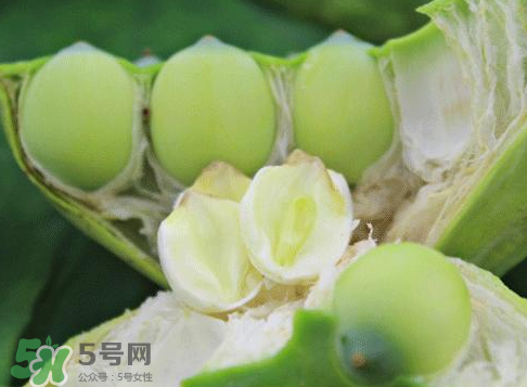 新鮮蓮蓬怎么吃？新鮮蓮蓬的吃法
