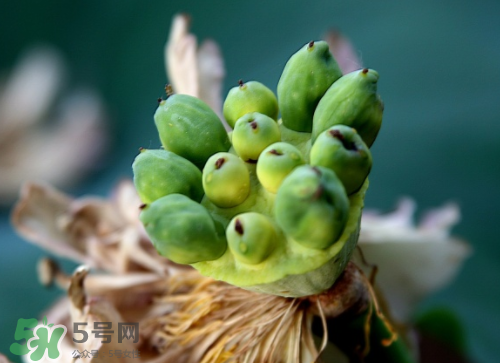 新鮮蓮蓬孕婦能吃嗎？孕婦可以吃新鮮蓮蓬嗎？