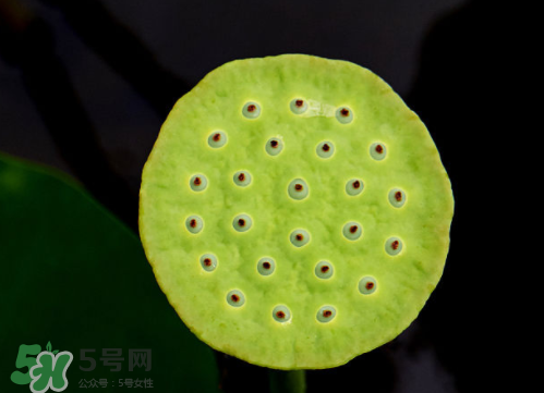 新鮮蓮蓬孕婦能吃嗎？孕婦可以吃新鮮蓮蓬嗎？