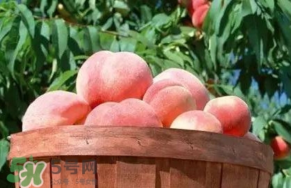 脆桃和軟桃哪個好吃？脆桃跟軟桃有什么區(qū)別？
