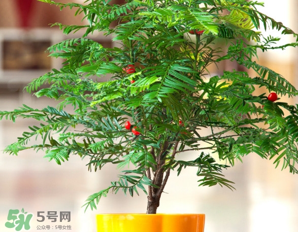 紅豆杉葉子干枯要怎么做？紅豆杉枯萎救治方法