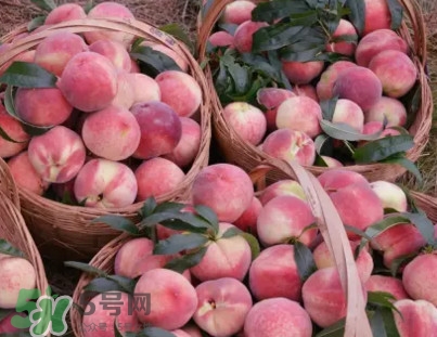 脆桃和軟桃哪個好吃？脆桃跟軟桃有什么區(qū)別？