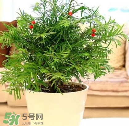 紅豆杉怎么養(yǎng)植？紅豆杉的養(yǎng)殖方法和注意事項(xiàng)