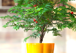 紅豆杉怎么養(yǎng)植？紅豆杉的養(yǎng)殖方法和注意事項