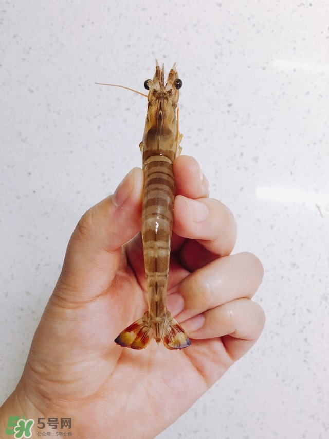活基圍蝦怎么保存？活基圍蝦怎么處理干凈？