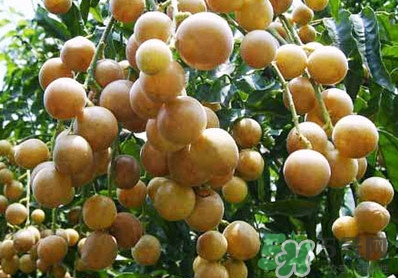 山黃皮就是黃皮果嗎？山黃皮和黃皮果的區(qū)別