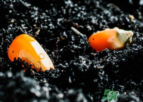 冰糖玉米種子哪里有賣？冰糖玉米種子的銷售地