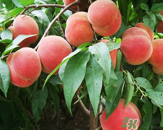 玉米和桃子能一起吃？桃子可以和玉米一起吃嗎？