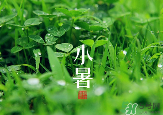 小暑種什么菜？小暑為什么要種牽牛花？