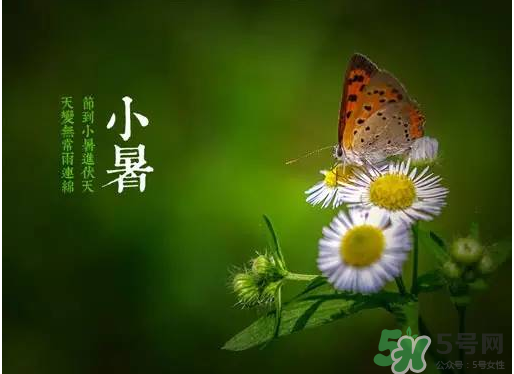 小暑種什么菜？小暑為什么要種牽?；?？
