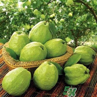 哺乳期可以吃番石榴嗎？哺乳期不能吃什么？