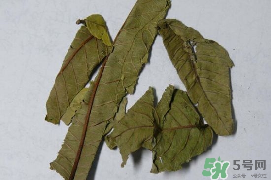 番石榴葉茶怎么做？番石榴葉茶的副作用