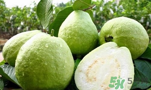 孕婦可以吃番石榴嗎？孕婦吃番石榴對(duì)胎兒好嗎？