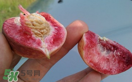 中華血桃什么時候成熟？中華血桃產(chǎn)地在哪兒