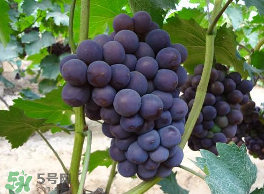 夏黑葡萄多少錢一斤？夏黑葡萄怎么挑選？