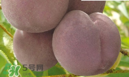 黑桃是什么水果？吃黑桃有什么好處？
