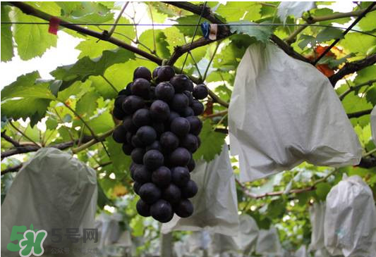夏黑葡萄怎么洗？夏黑葡萄怎么洗才干凈？