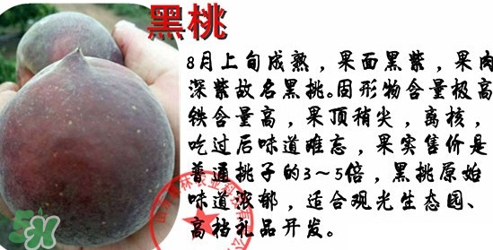 黑桃水果是什么品種？黑桃是酸性還是堿性