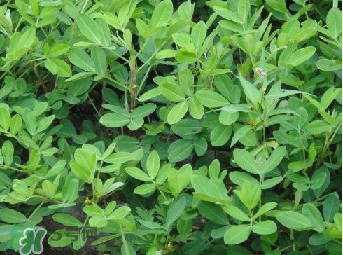 七月份可以種花生嗎？花生七月份可以種植嗎？