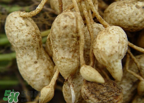 七月份可以種花生嗎？花生七月份可以種植嗎？