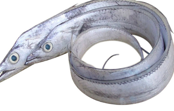 鰻魚是帶魚嗎？鰻魚和帶魚有什么區(qū)別