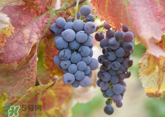 玫瑰香葡萄孕婦能吃嗎？孕婦可以吃玫瑰香葡萄嗎？