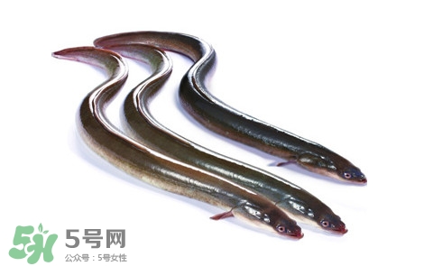 海鰻和河鰻哪個好吃？如何區(qū)分河鰻與海鰻