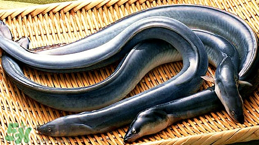 鰻魚是泥鰍嗎？鰻魚與泥鰍什么區(qū)別